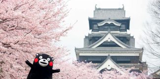 Tìm hiểu về gấu Kumamon – linh vật của tỉnh Kumamoto Nhật Bản Kumamon - linh vật của tỉnh Kumamoto Nhật Bản