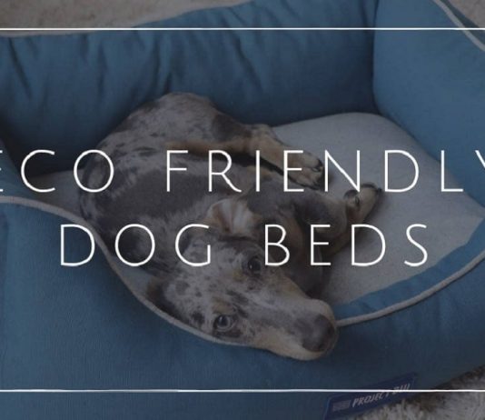 15 best eco-friendly dog beds in 2022 eco-friendly dog beds