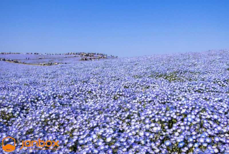 Blue-nemophila-fields-at-Hitachi-Seaside-Park