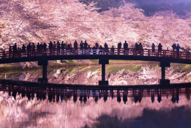 Cherry-Blossom-Festival-at-Hirosaki-Park