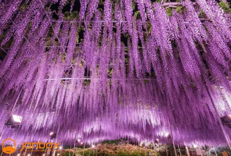 Great-Wisteria-tree-at-Ashikaga-Flower-Park