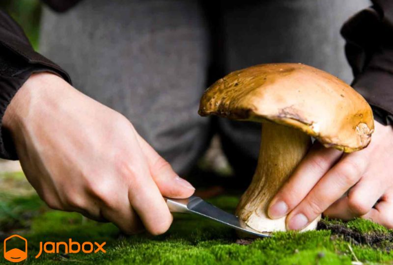 Choose-Mushrooms-In-Japan